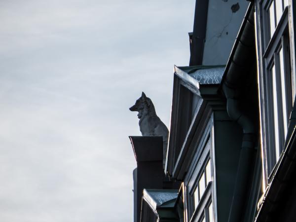 Wolf watching over the city