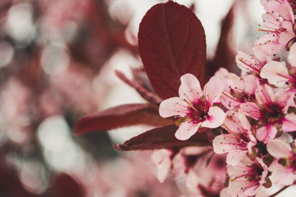 Wonderful cherry blossoms in spring