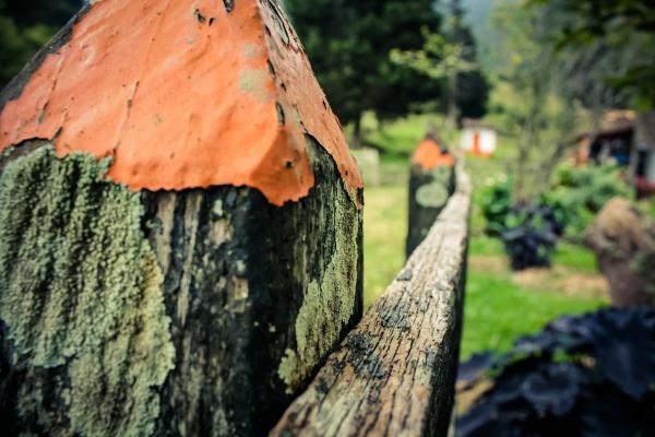 Wood