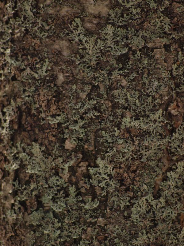 Wood background