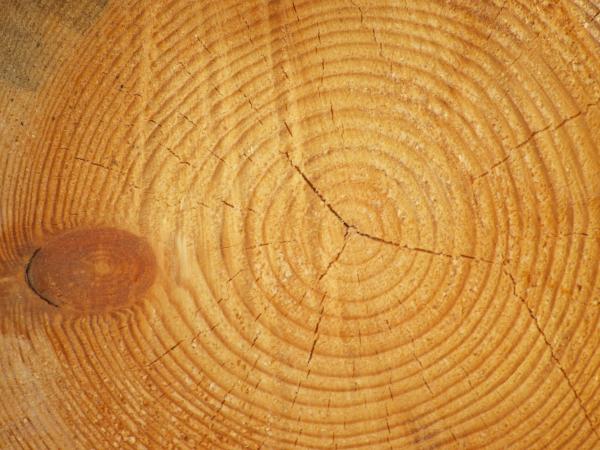 Wood background