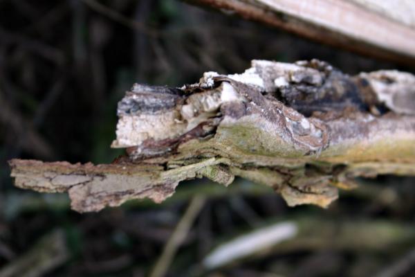 Wood bark