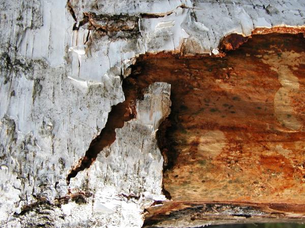 Wood bark