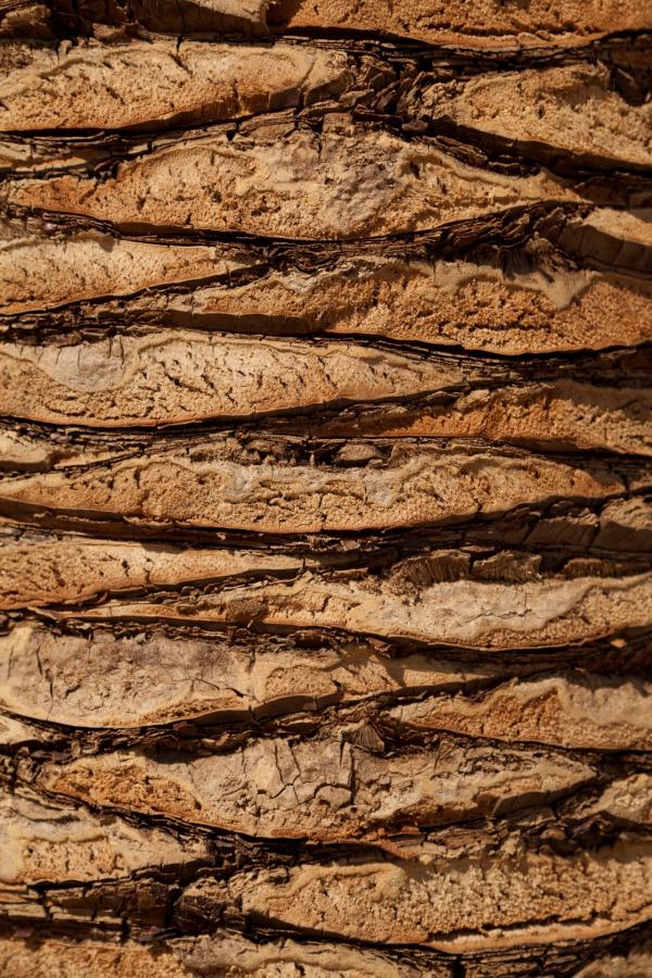 Wood Closeup