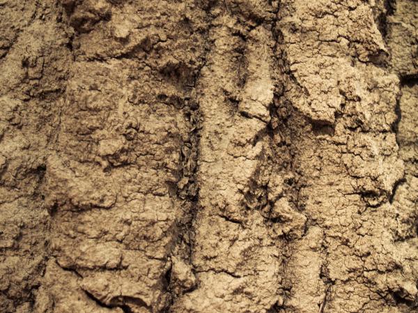Wood crust