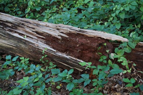 Wood decomposition