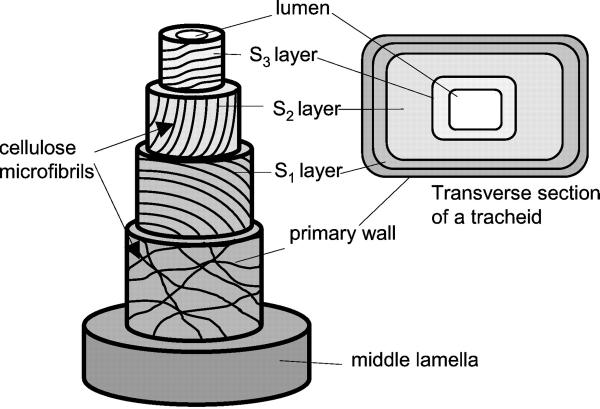 Wood Formation