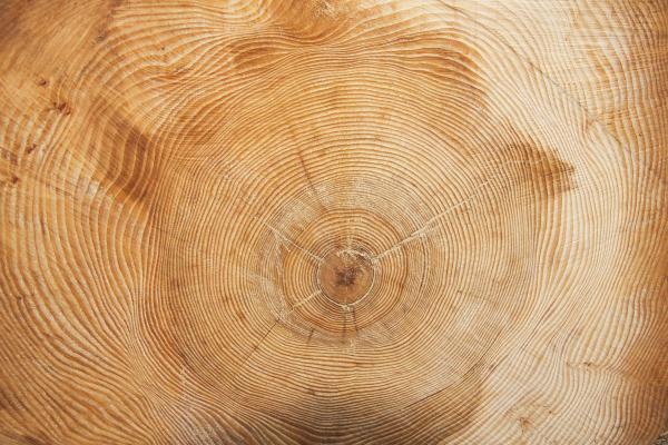 Wood Growth Rings Texture