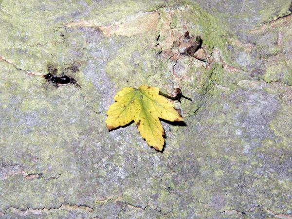 Wood surface