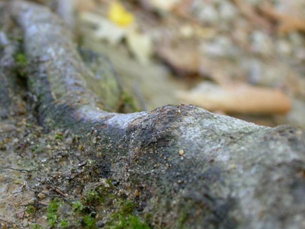 Wood texture