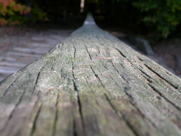 Wood texture