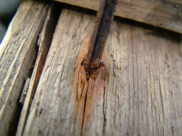 Wood texture