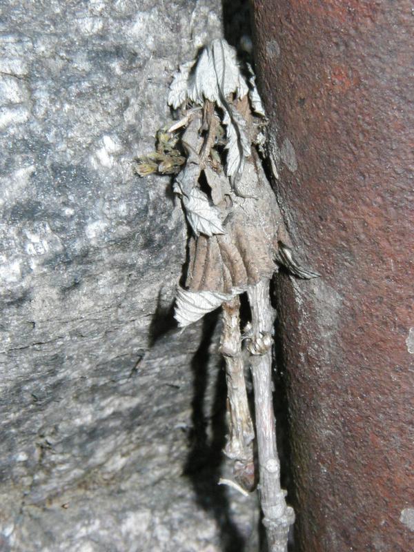 Wood Texture