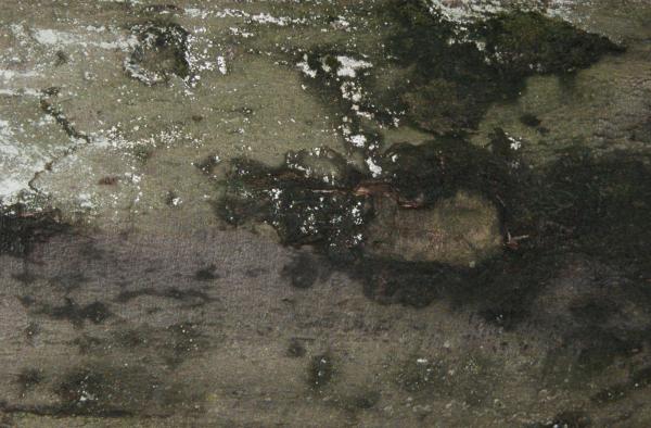Wood texture