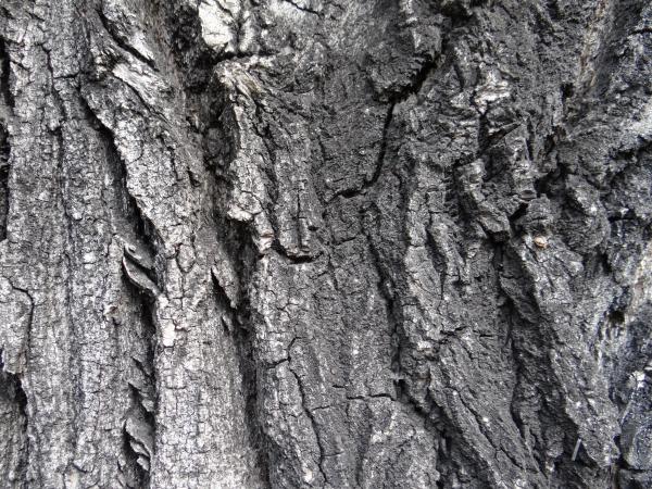 Wood texture