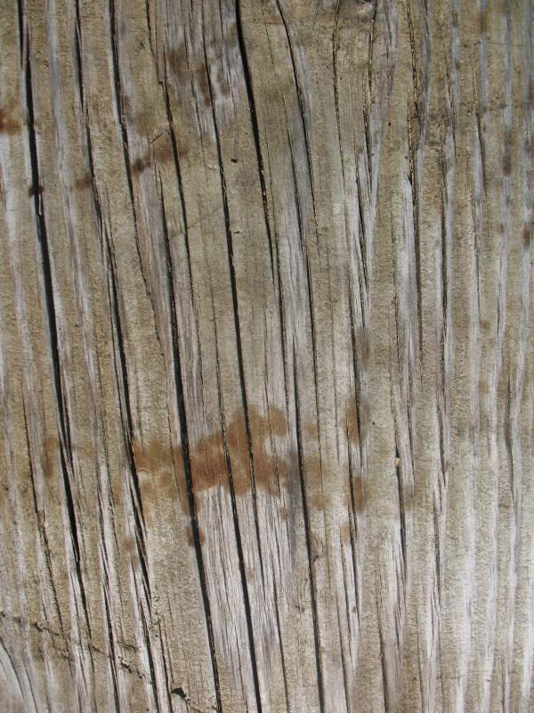 Wood Texture