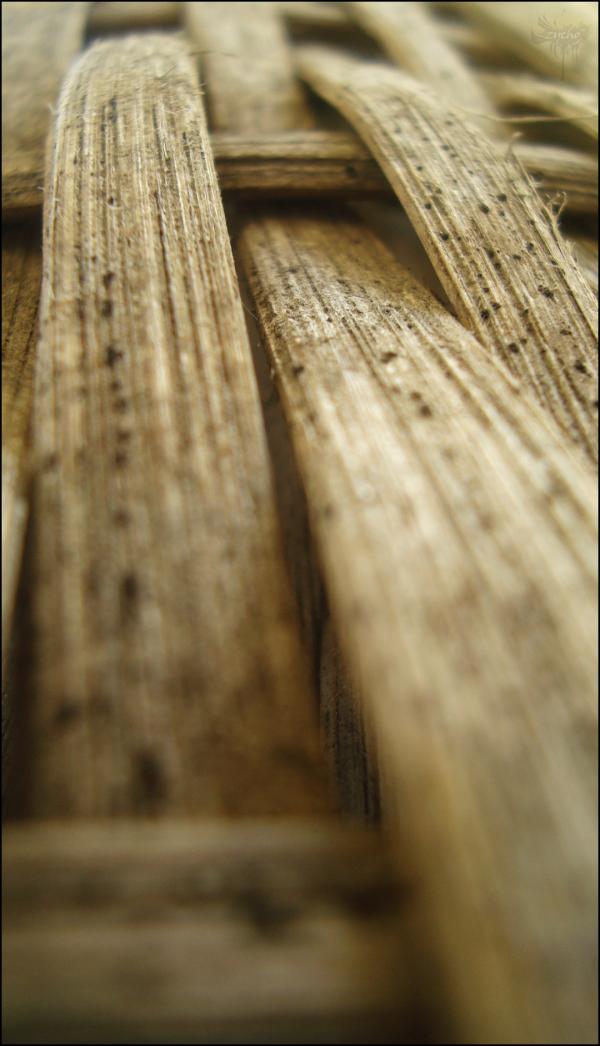 Wood Texture