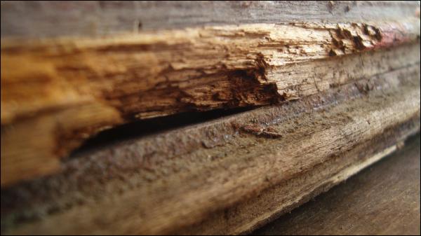 Wood Texture