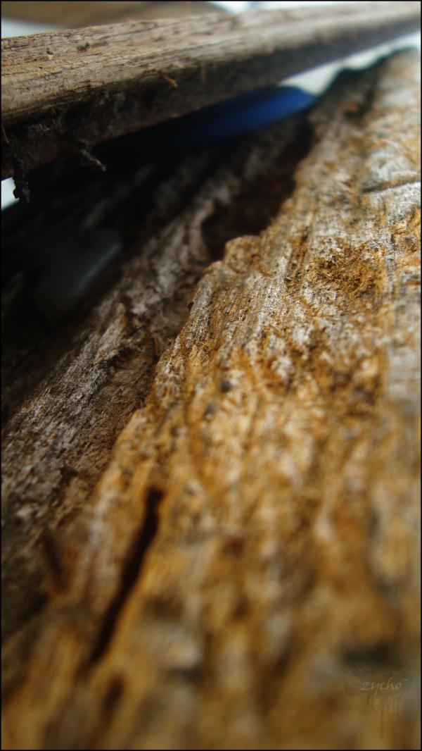 Wood Texture