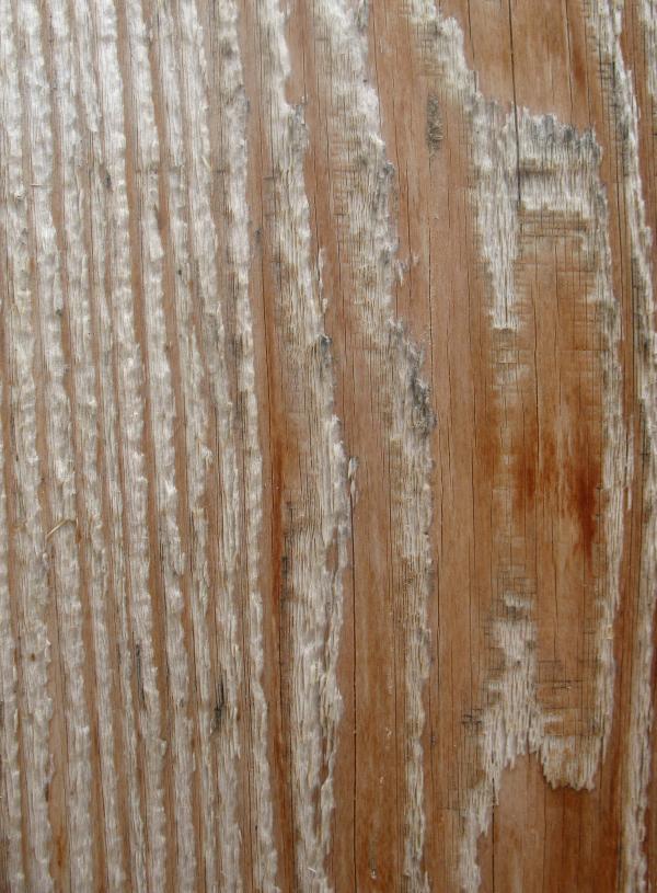 Wood Texture