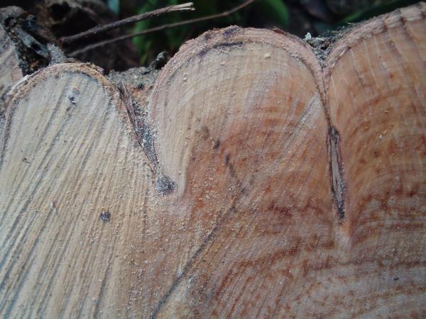 Wood Texture
