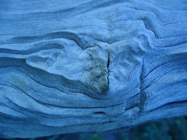 Wood Texture