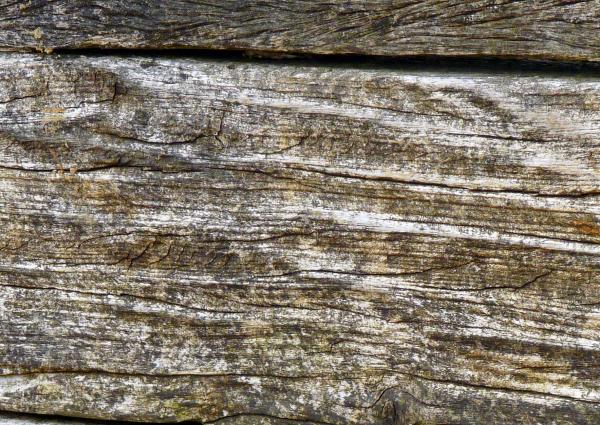 Wood Texture