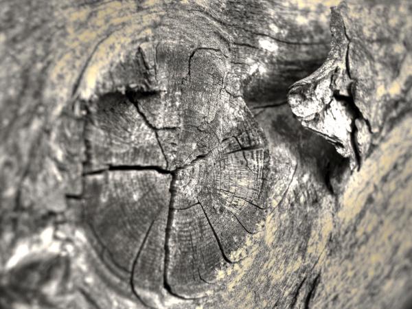 Wood texture