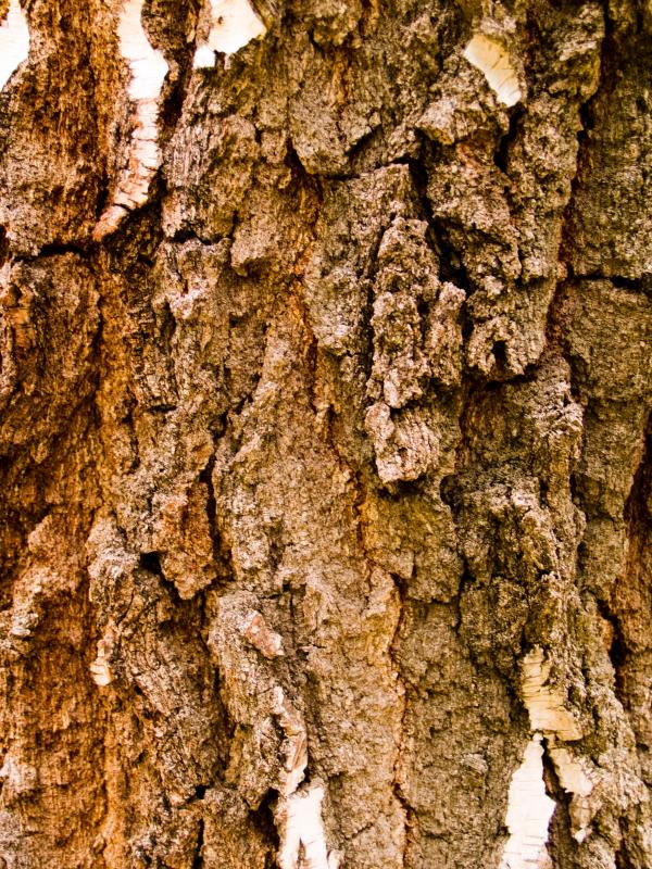 Wood texture