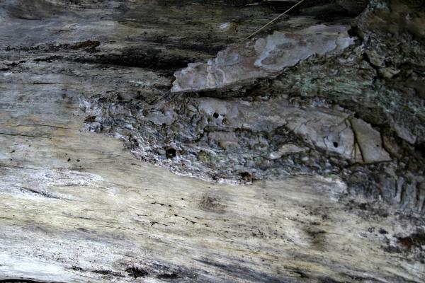 Wood texture