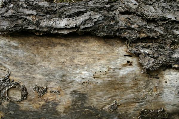 Wood texture