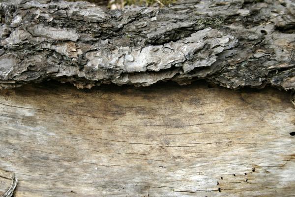 Wood texture