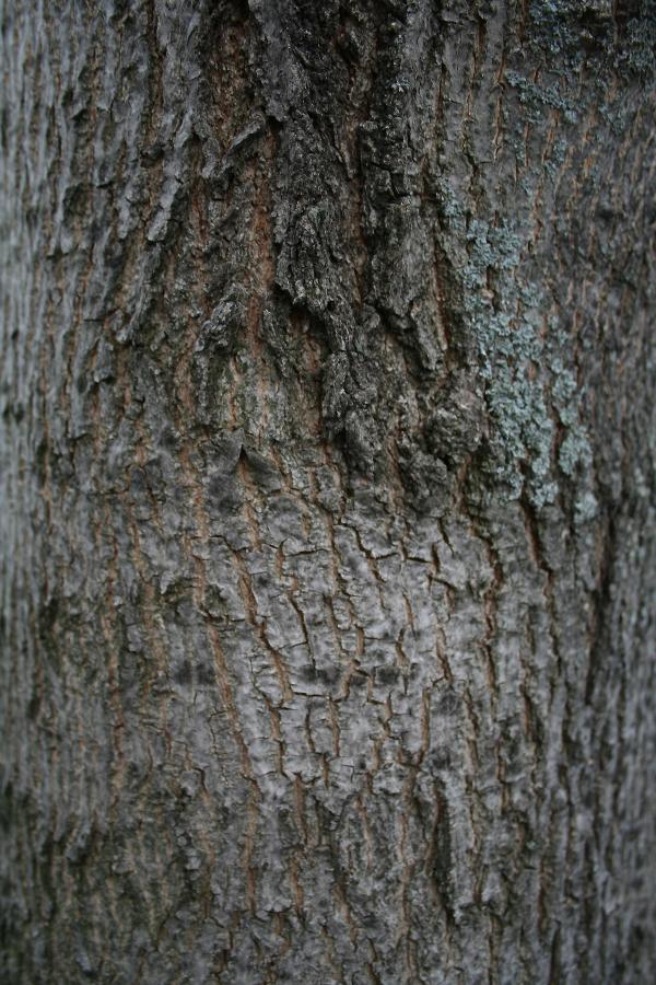 Wood texture