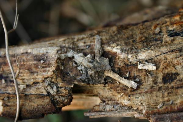 Wood texture