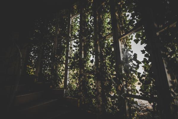 Wooden Stair With Green Leaf Plant Decors