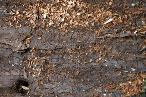 Wooden texture