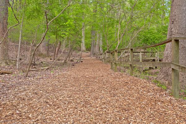 Woodend Sanctuary Trail - HDR
