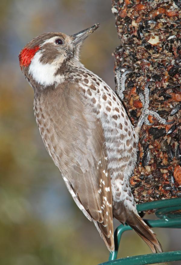 WOODPECKER, ARIZONA (3-23-11) sierra vista, cochise co, az -01