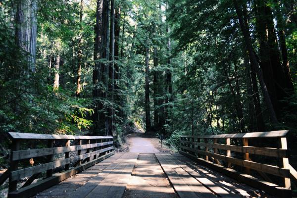 Woods