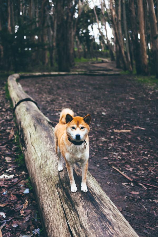 Woods