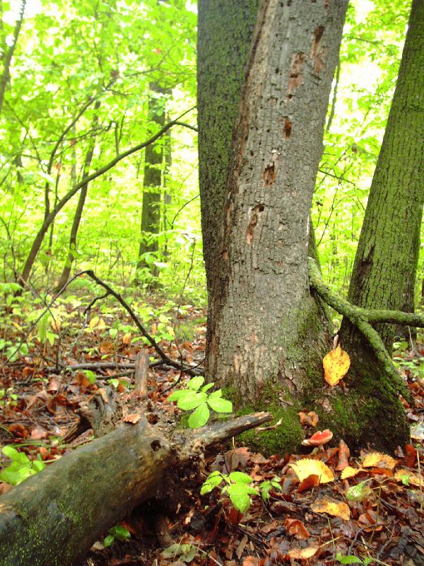 Woods