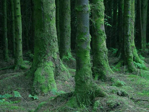 Woods