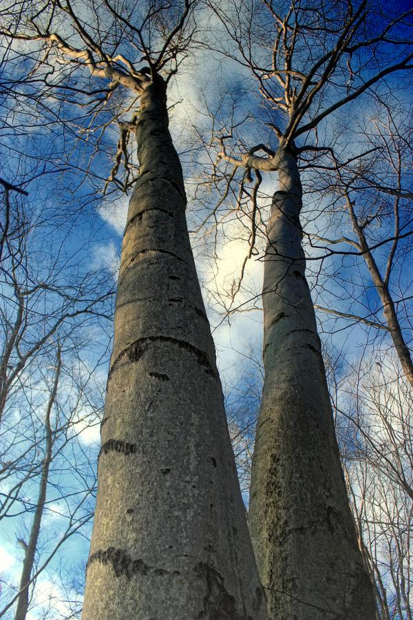 Woods Walk (1)