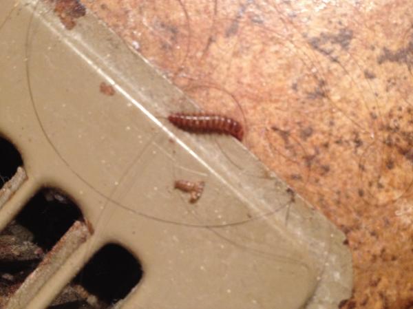 Worm like insect