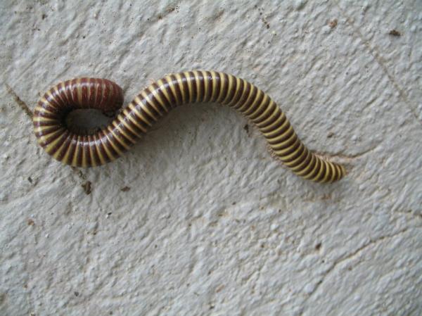 Worm