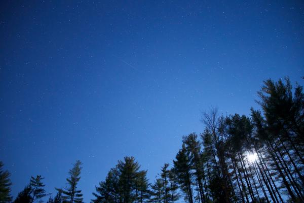 Worm's Eye View of Green Trees Under Blue Clear Night Sky