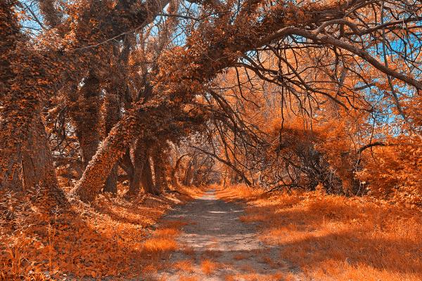 Wye Island Amber Trail - HDR