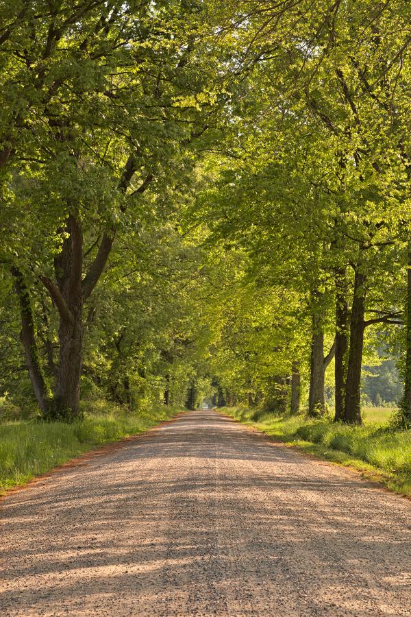 Wye Island Canopy Road - HDR