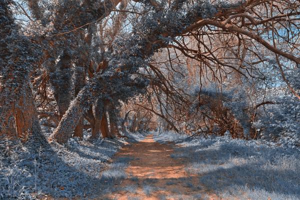 Wye Island Sapphire Trail - HDR