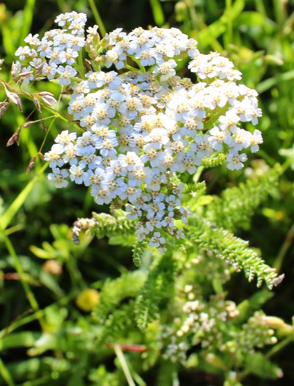 Yarrow Herb